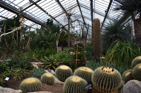 Kew Gardens cacti